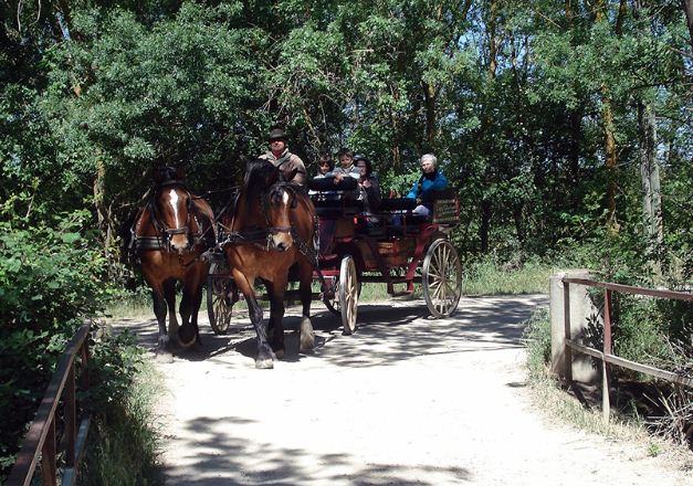 Location de calèche, promenade, nature